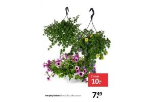 hanging basket