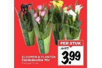 bloemen en planten nu eur3 99 per stuk