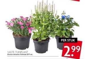 vaste tuinplanten