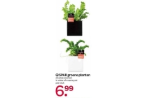 spar groene planten