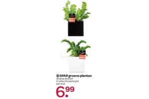 spar groene planten