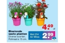 bloeiende vaste planten