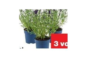 lavendel angustifolia royal blue