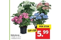 bolhortensia nu eur5 99 per stuk