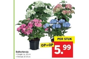 bolhortensia nu eur5 99 per stuk