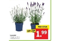 lavendel nu eur1 99 per pot