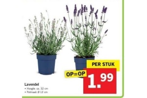 lavendel nu eur1 99 per pot