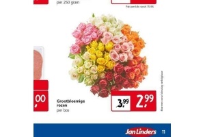 grootbloemige rozen