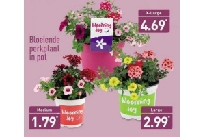 bloeiende perkplant in pot