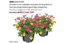 portulaca