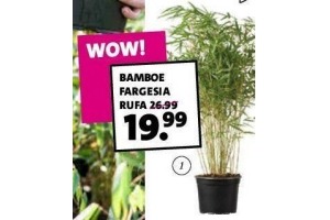 bamboe fargesia rufa