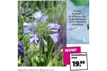 agapanthus plant