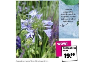 agapanthus plant