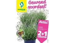 lavendel