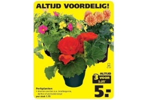 perkplanten