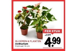 bloemen en planten