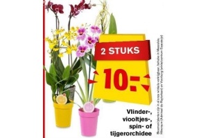 vlinder viooltjes spin of tijgerorchidee