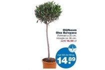 olijfboom olea europaea