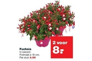 fuchsia in sierpot