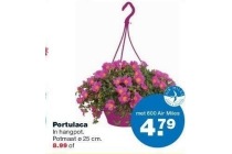 portulaca in hangpot