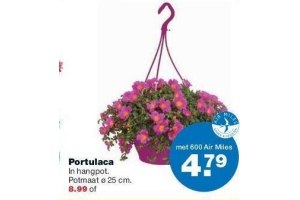 portulaca in hangpot