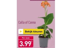 calla of canna