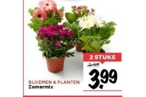 zomermix nu eur3 99 per 2 stuks