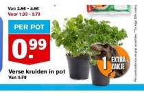 verse kruiden in pot