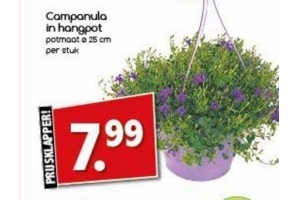 campanula in hangpot