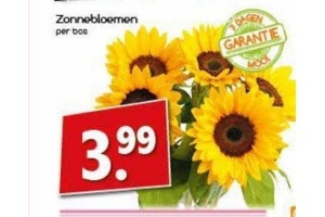 zonnebloemen