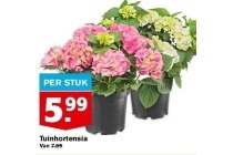 tuinhortensia