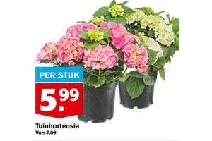 tuinhortensia