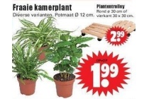 fraaie kamerplant