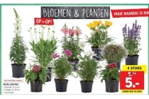 vaste planten