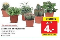 cactussen en vetplanten