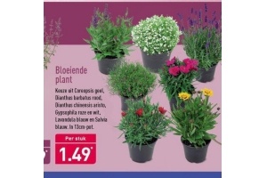 bloeiende plant