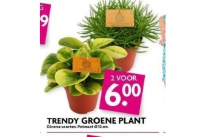 trendy groene plant