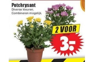 potchrysant