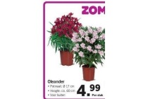 oleander nu eur4 99 per stuk