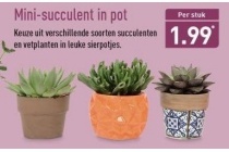 mini succulent in pot