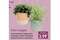 plant in hangpot