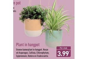 plant in hangpot