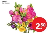 freesia nu eur2 50 per stuk