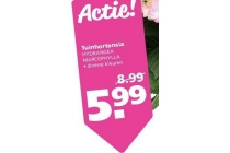 tuinhortensia nu eur5 99 per stuk