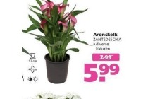 aronskelk nu eur5 99 per stuk