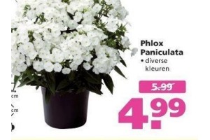 phlox paniculata nu eur4 99 per stuk