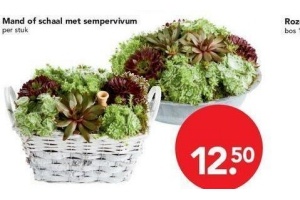 mand of schaal met sempervivum