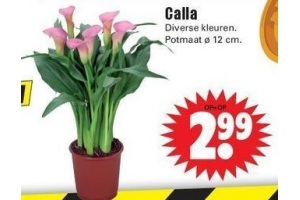 calla