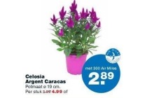 celosia argent caracas