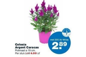 celosia argent caracas